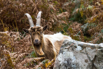 Naklejka na ściany i meble Wild mountain goat, feral showing horns amongst bracken looking at camera.