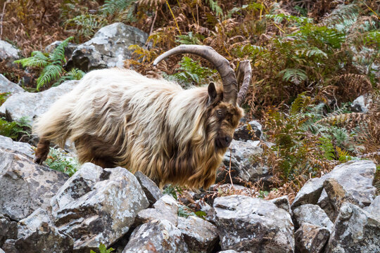 Wild mountain goat, feral showing horns amongst bracken walking on rocks.