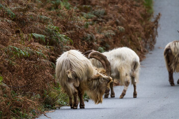 Obraz premium Wild mountain goats, feral three graze on lane.
