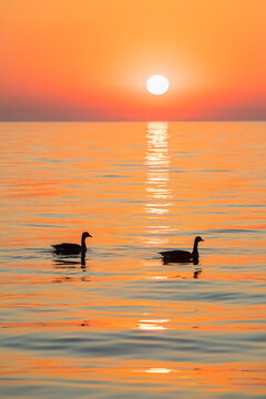 USA, Illinois, Chicago, Lake Michigan, canada geese at sunrise