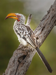 yellow billed hornbill in tree