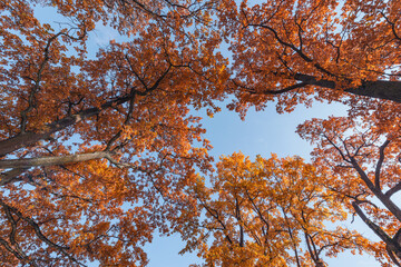 Oak tree branches at autumn morning.