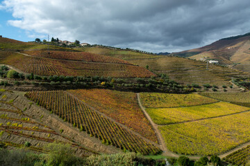 Panoramic view on Douro river valley and colorful hilly stair step terraced vineyards in autumn, wine making industry in Portugal