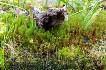Botanical collection, different Carnivorous plants which trapping and consuming animals and protozoans, insects