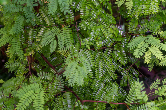 Botanical collection, leaves of tropical tamarindus indica tree from Madagascar and Africa, pulp uses for making sour tamarind syrup and ingredient for Worcestershire sauce