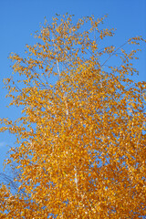 Yellow birch leaves in the autumn park