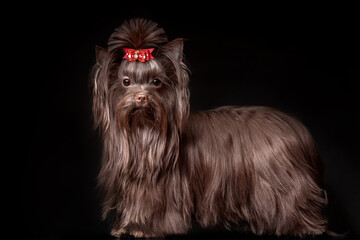 Beautiful Yorkshire terrier dog with long hair of dark brown chocolate color on black background