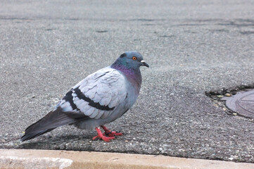City pigeon on the sidewalk from tiles close-up. City bird pigeon walking along the gray paving slab.