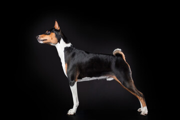 Portrait of basenji breed dog of tricolor color standing training obedience isolated on black background