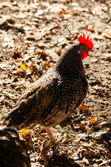Free range keeping of rosters and hens outdoor on the farm