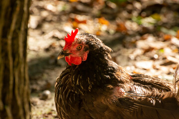 Free range keeping of rosters and hens outdoor on the farm