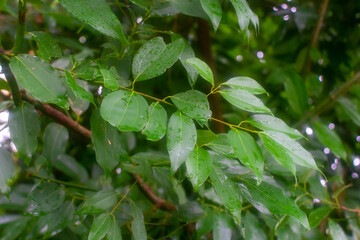 Botanical collection, Cinnamomum, green tropical Indonesian cinnamon tree, source of aromatic...