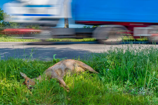 Germany, dead deer at roadside ditch