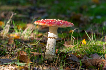 Poisonous red and white mushroom amanita muscaria