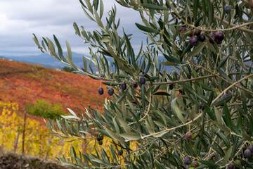 Ripe black and green olives hanging op olive tree