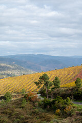 Naklejka premium Panoramic view on Douro river valley and colorful hilly stair step terraced vineyards in autumn, wine making industry in Portugal