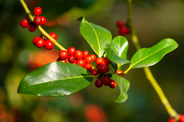 Red ripe berries of ilex aquifolium plant