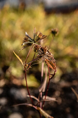 autumn leaves on the ground