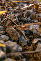 stream in the forest