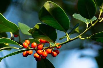 Red ripe berries of ilex aquifolium plant