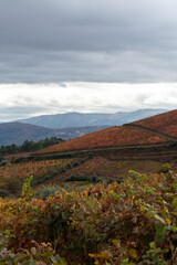 Panoramic view on Douro river valley and colorful hilly stair step terraced vineyards in autumn, wine making industry in Portugal