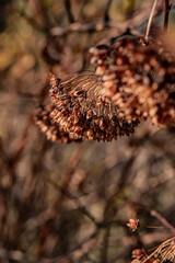 autumn leaves in the forest