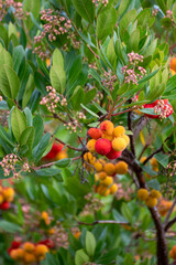 Botanical collection, ripe colorful flowers of Arbutus unedo, strawberry tree, evergreen shrub or small tree in the family Ericaceae, native to Mediterranean region
