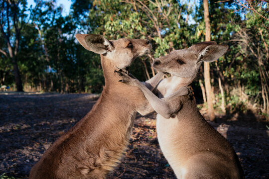 Australia, Queensland, red kangaroos play fighting