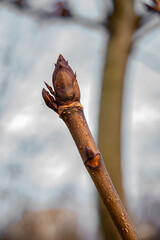 buds on a tree