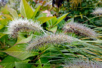 Obraz premium Tautropfen an der Ähre eines Federborstengras, Lampenputzergras – Pennisetum alopecuroides