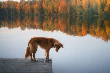 dog on the lake at dawn in autumn. Nova Scotia duck tolling retriever in nature.