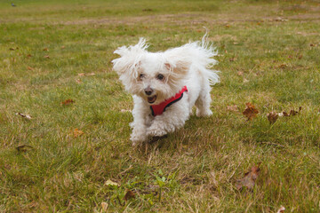 Outdoor playtime