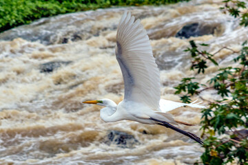 A white heron flying over the river