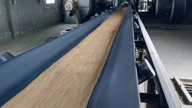 The grain moves along the conveyor belt on the elevator. Wheat is transported by conveyor for drying and grinding in the mill. Wheat grain on conveyor