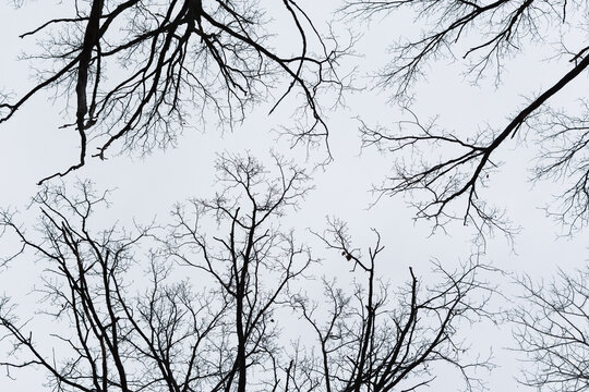 Black trees sky. Creepy Halloween background. scary curved branches for the design of postcards, booklets, calendars. Horizontal monochrome banner made of oak branches. Twisting bare branches gray sky