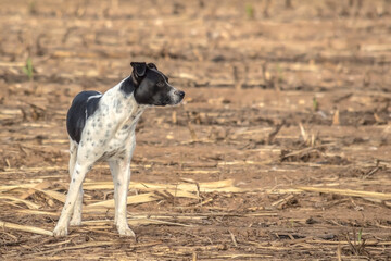 A black and white dog looking sideways on a floor of dry straw