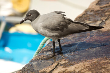 Fototapeta na wymiar The lava gull, dusky gull (Leucophaeus fuliginosus).