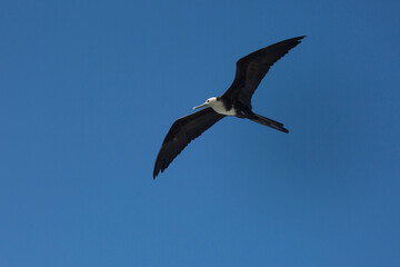 The magnificent frigatebird (Fregata magnificens).