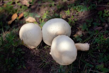Beautiful mushrooms in the forest during fall. Autumn forest scenery