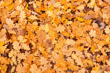 Dry autumn leaves in the forest.