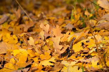 Dry autumn leaves in the forest.