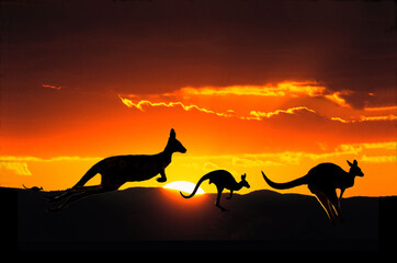 Kangaroos at sunset in ouitback Australia.