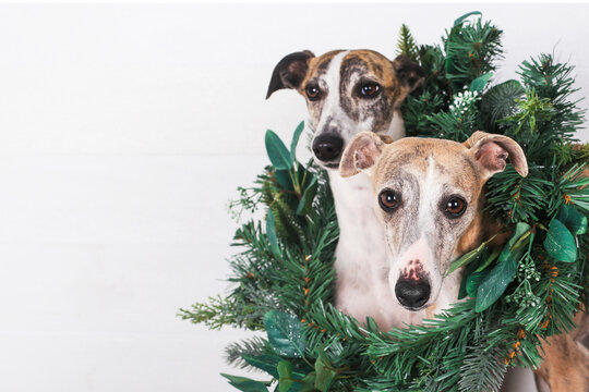 Close-up of dogs with green wreath against white background