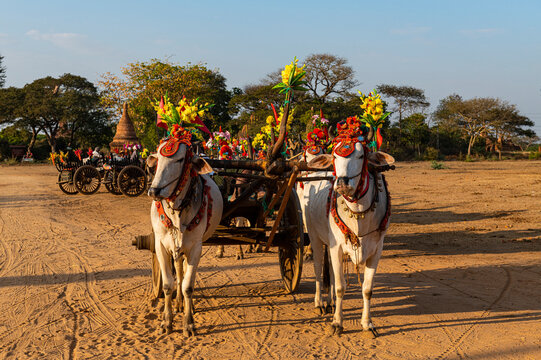 Myanmar, Mandalay Region, Bagan, Harnessed oxen standing outdoors with decorated cart