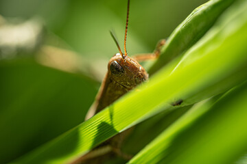 grasshopper on a leaf