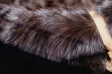 Beautiful healthy black fur dog, close-up