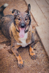 Disabled dog without two hind legs happy on a walk