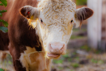 Beautiful young Hereford bull in summer