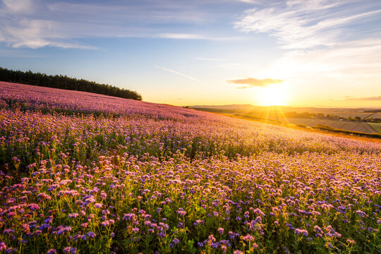 Pink phacelia (Phacelia tanacetifolia) field at summer sunset
