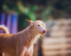 Beautiful red dog breed podenko ibitsenko, wire-haired, portrait